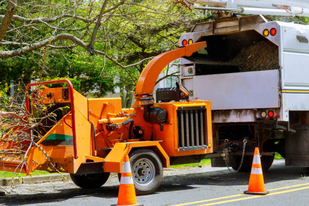 Winsted, MN Tree Removal Company